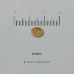 EMINENT MINI_INSECT_krõbin