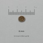 EMINENT MINI_LAMB_krõbin